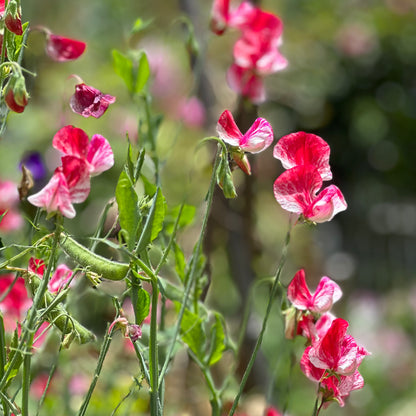 Sweet Pea 'America' Seeds.