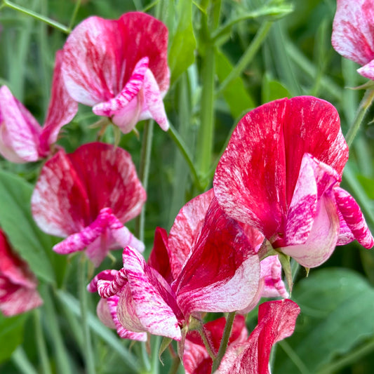 Sweet Pea 'America' Seeds.