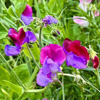 Sweet Pea Cottage Mix Seeds.