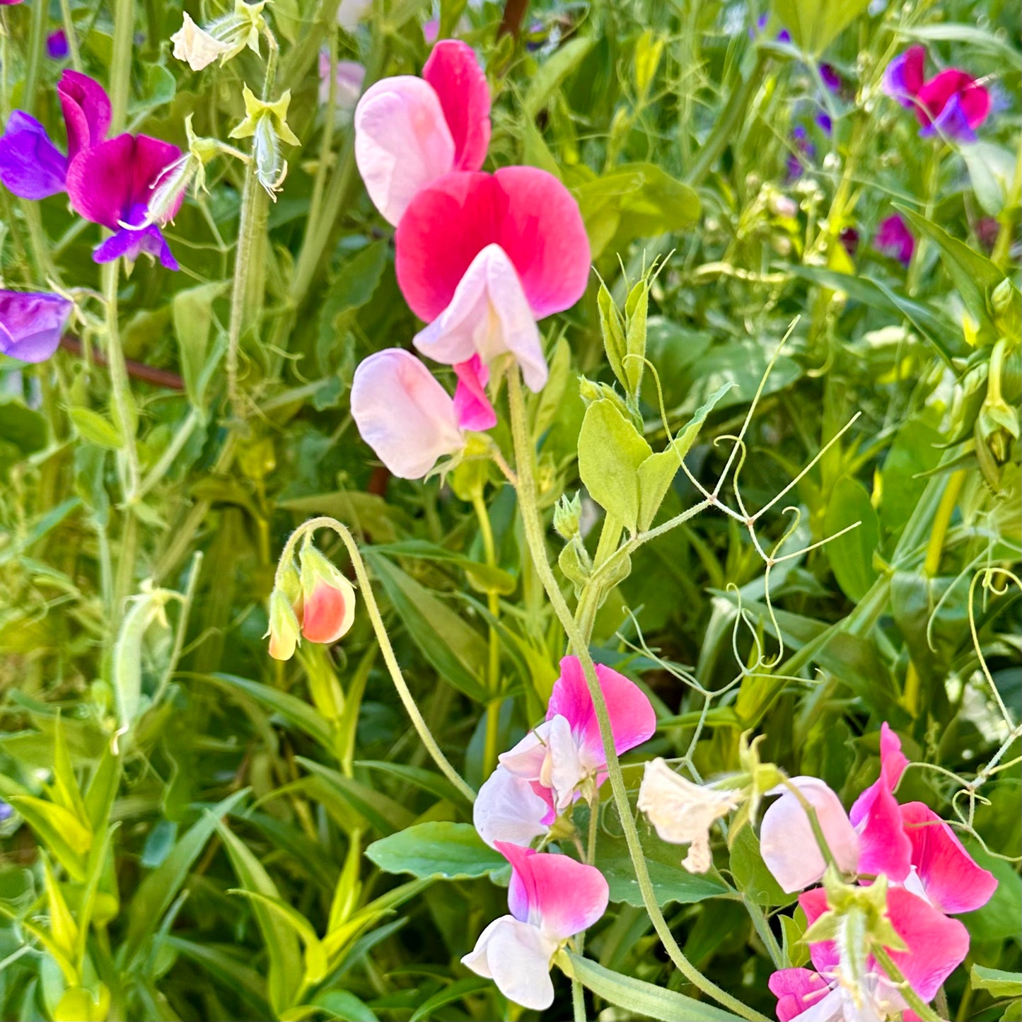 Sweet Pea Cottage Mix Seeds.