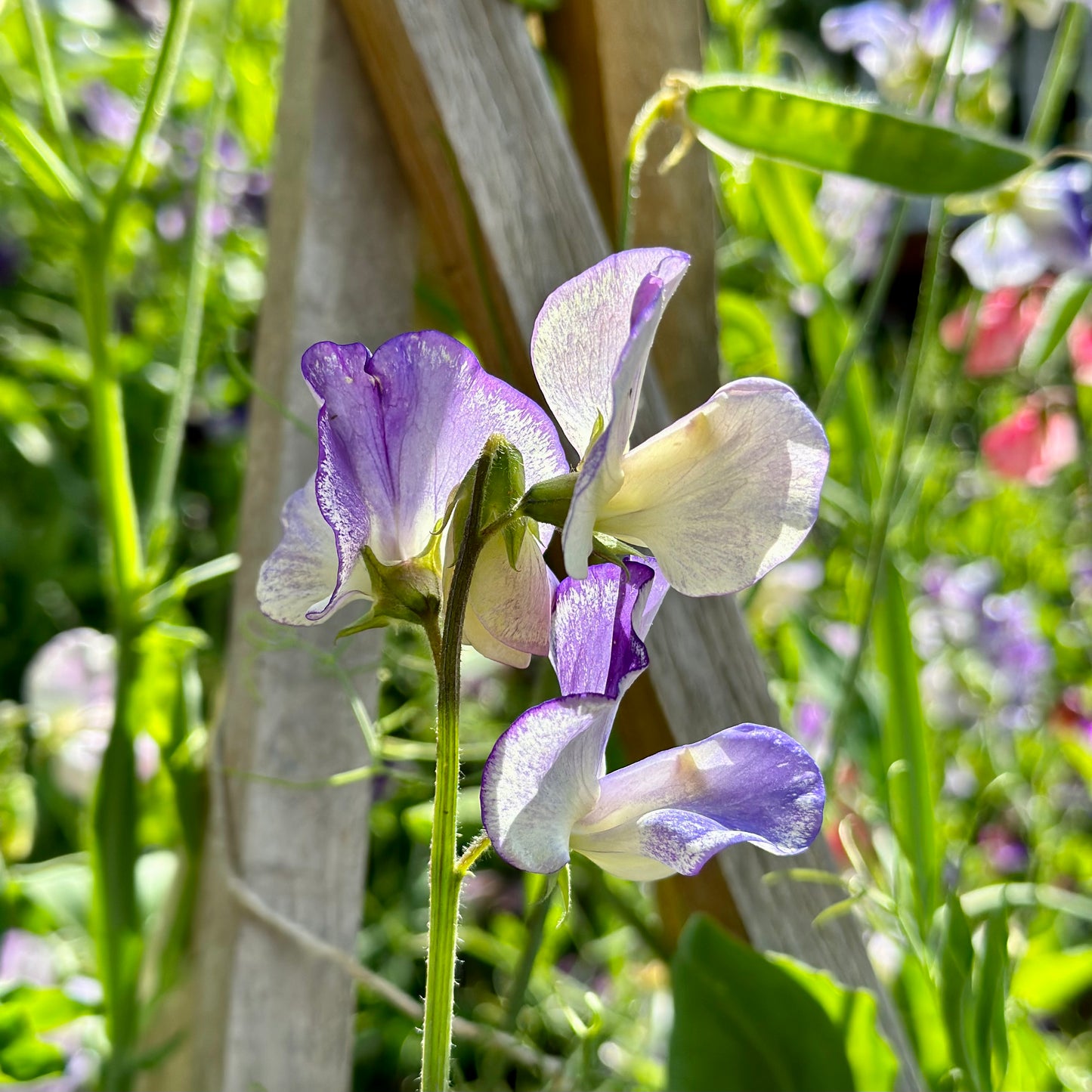 Sweet Pea Cottage Mix Seeds.