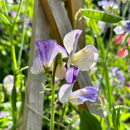 Sweet Pea Cottage Mix Seeds.