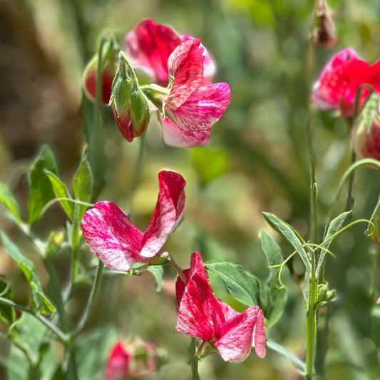 Sweet Pea 'America' Seeds.