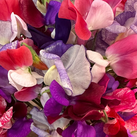 Sweet Pea Cottage Mix Seeds.