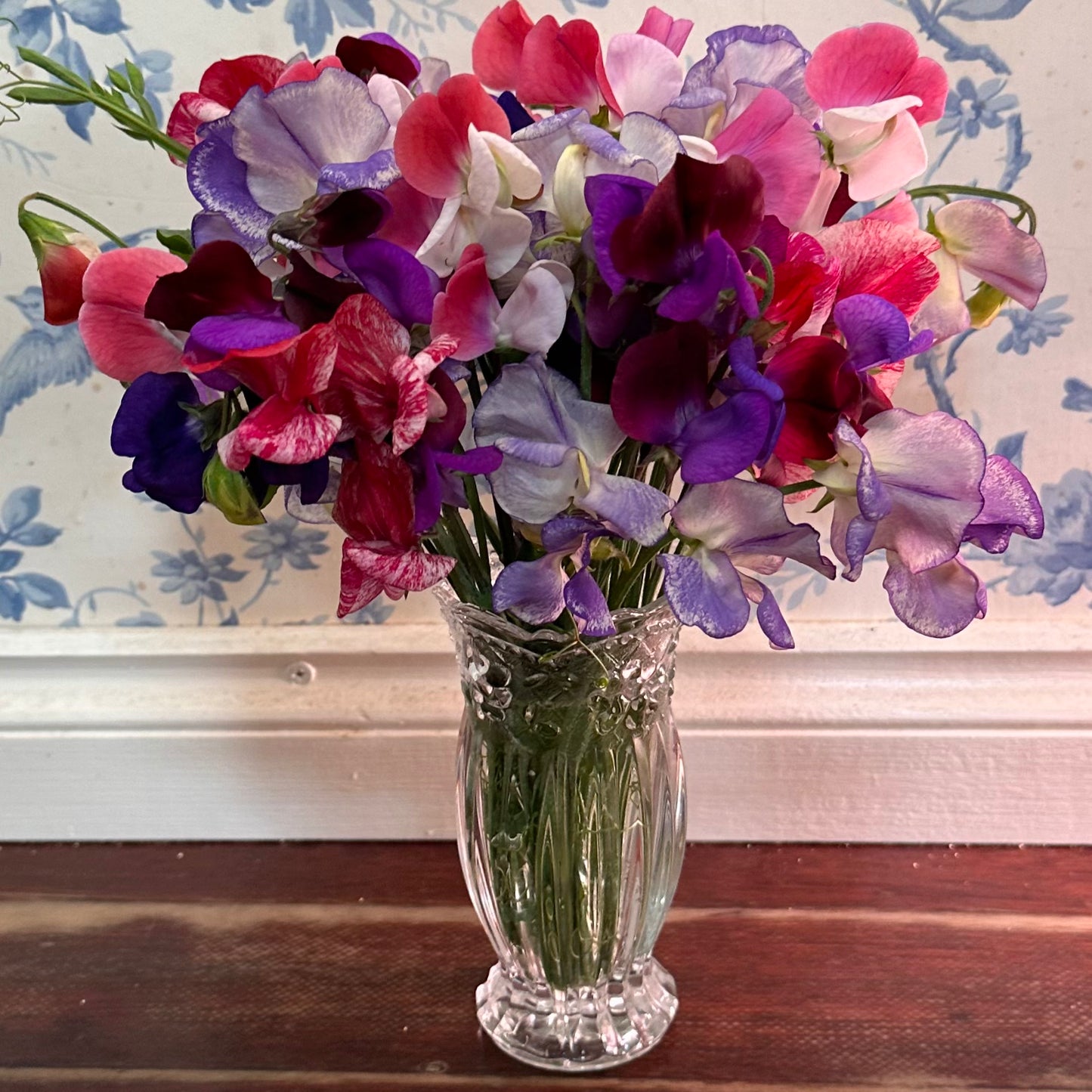 Sweet Pea Cottage Mix Seeds.