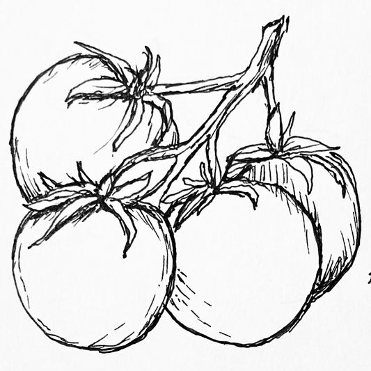 Tomato 'Ice' Seeds