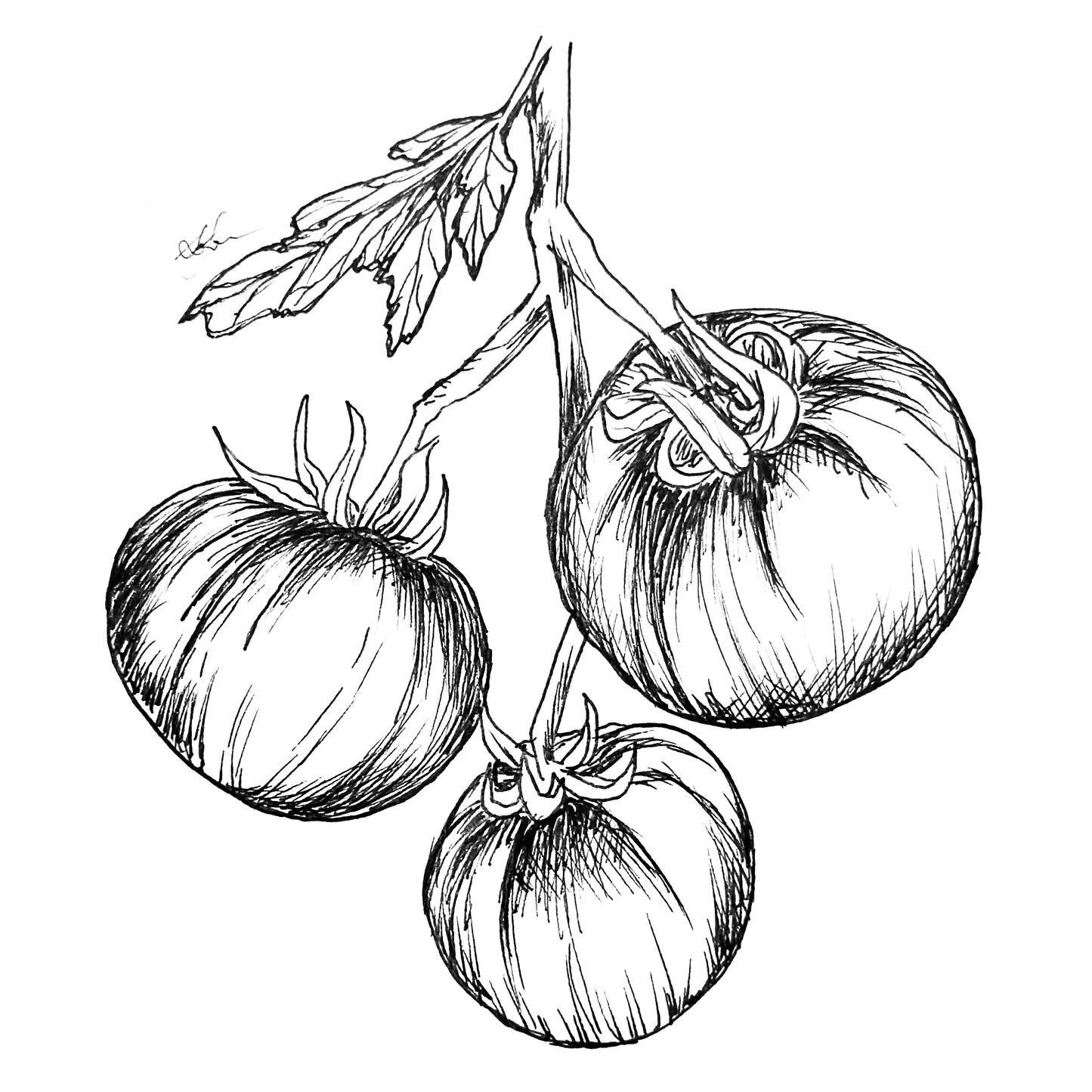 Tomato 'Red and Black' Seeds