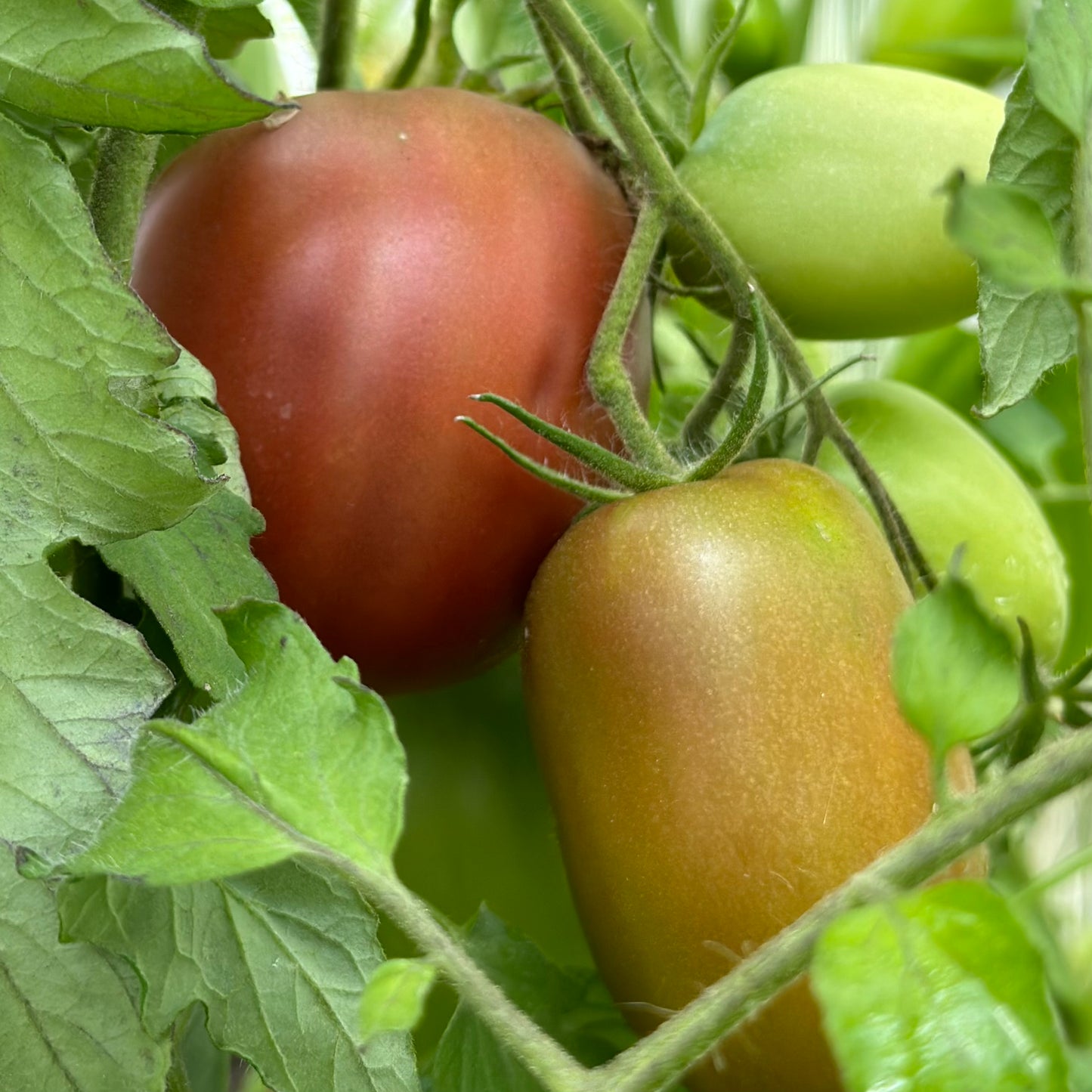 Tomato 'Ukrainian Purple' Seeds