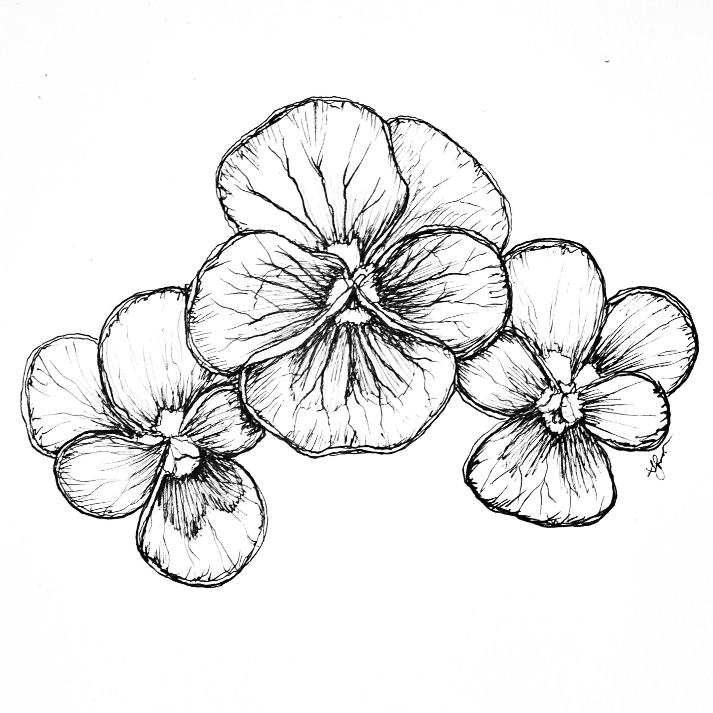 Viola 'Arkwright Ruby' Seeds
