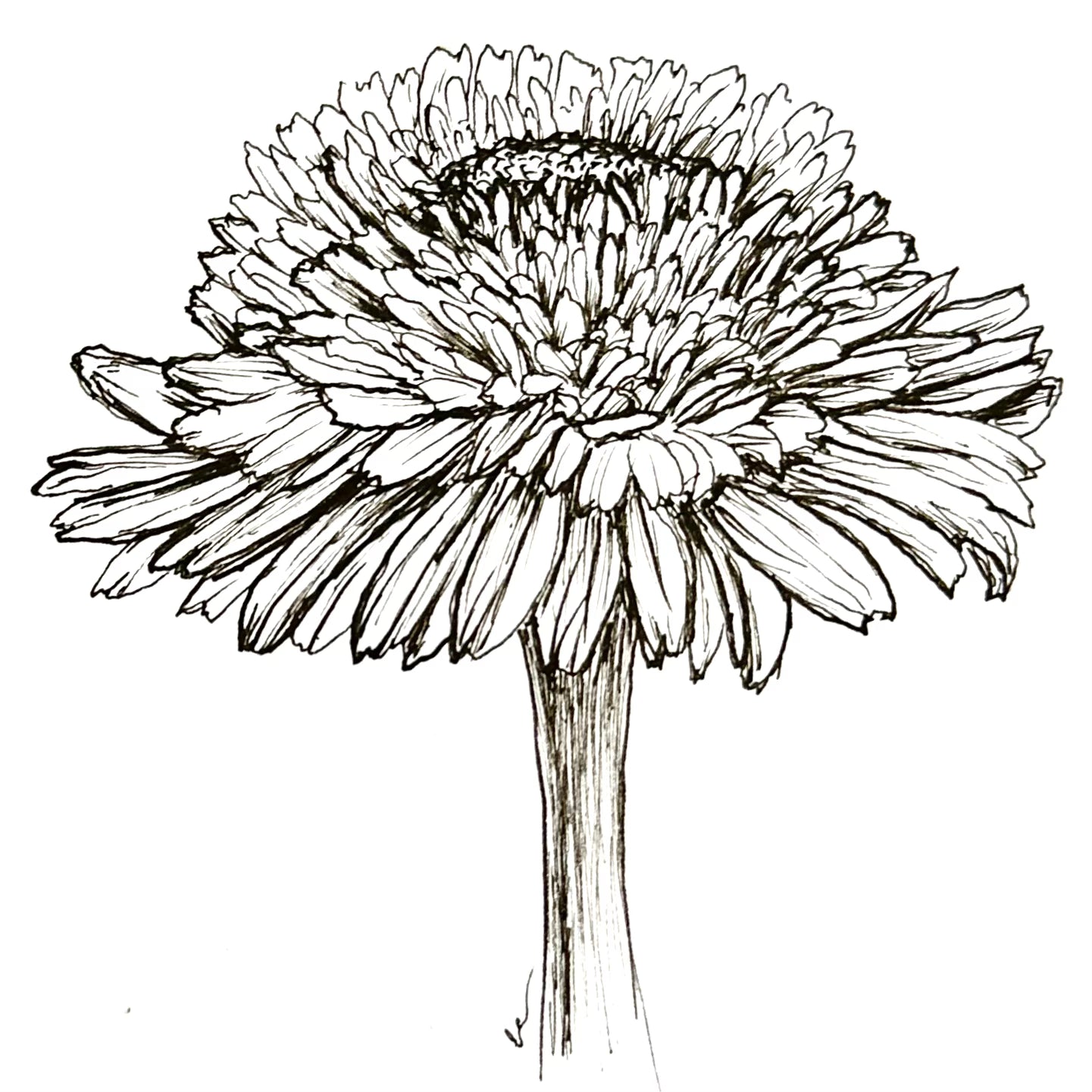 Zinnia 'Zinderella Lilac' Seeds