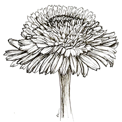 Zinnia 'Zinderella Lilac' Seeds