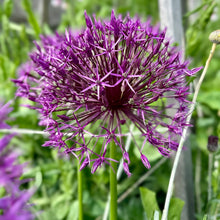 Load image into Gallery viewer, Allium - &#39;Purple Rain&#39; 4 Bulbs - Hollyhock Hill
