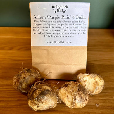 Allium - 'Purple Rain' 4 Bulbs - Hollyhock Hill