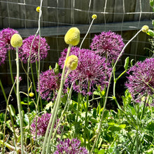 Load image into Gallery viewer, Allium - &#39;Purple Rain&#39; 4 Bulbs - Hollyhock Hill
