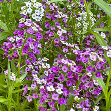 Load image into Gallery viewer, Alyssum &#39;Magic Circles&#39; Mixed Seeds - Hollyhock Hill
