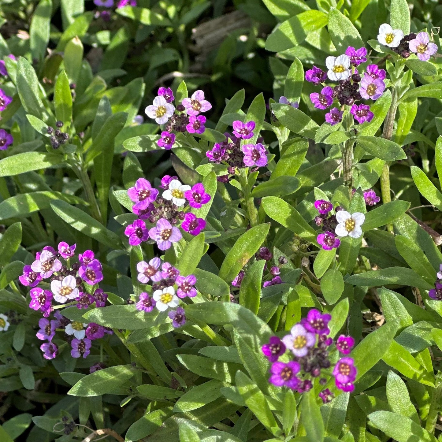 Alyssum 'Magic Circles' Mixed Seeds - Hollyhock Hill