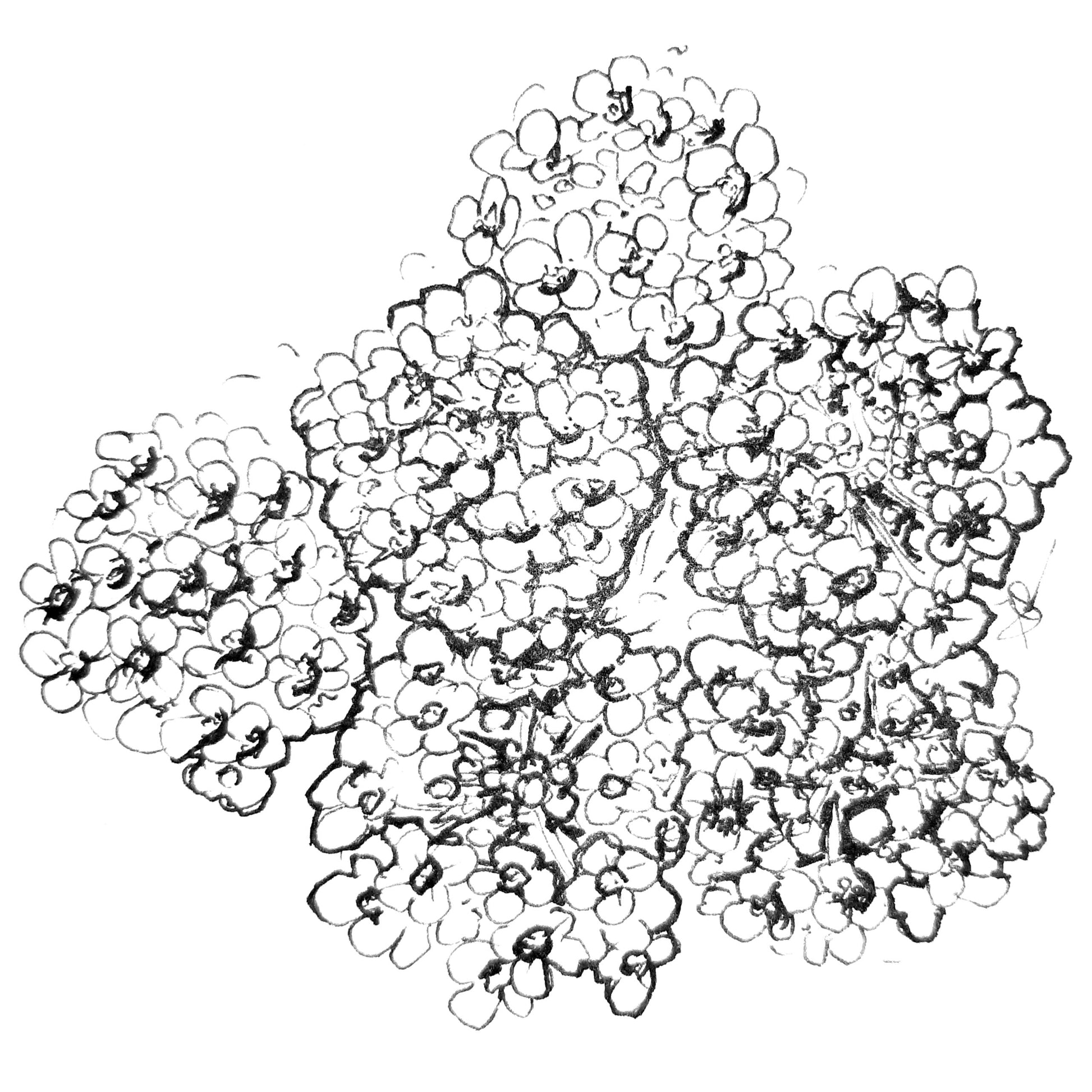 Alyssum 'Magic Circles' Mixed Seeds - Hollyhock Hill