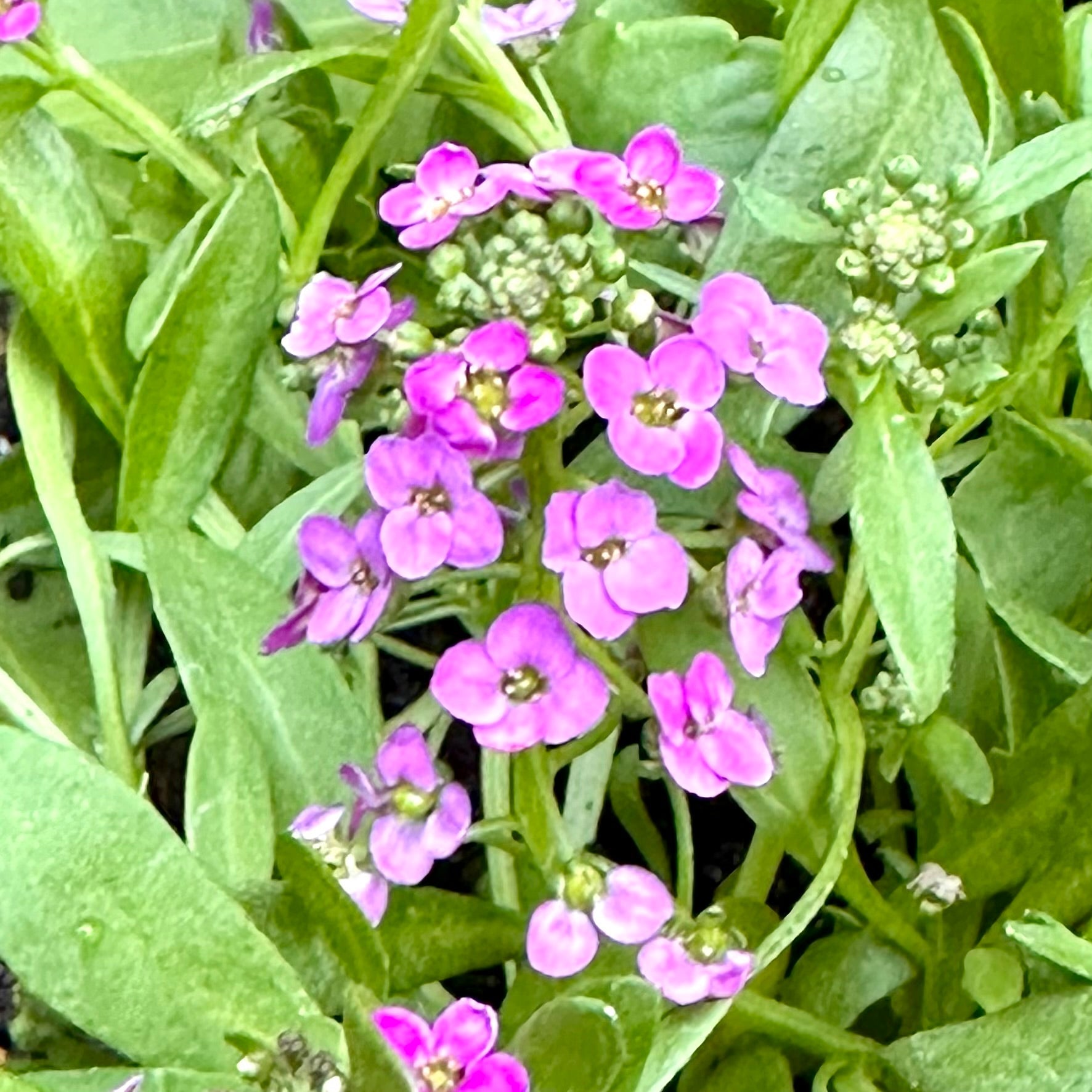 Alyssum 'Rosie O'day' Seeds - Hollyhock Hill