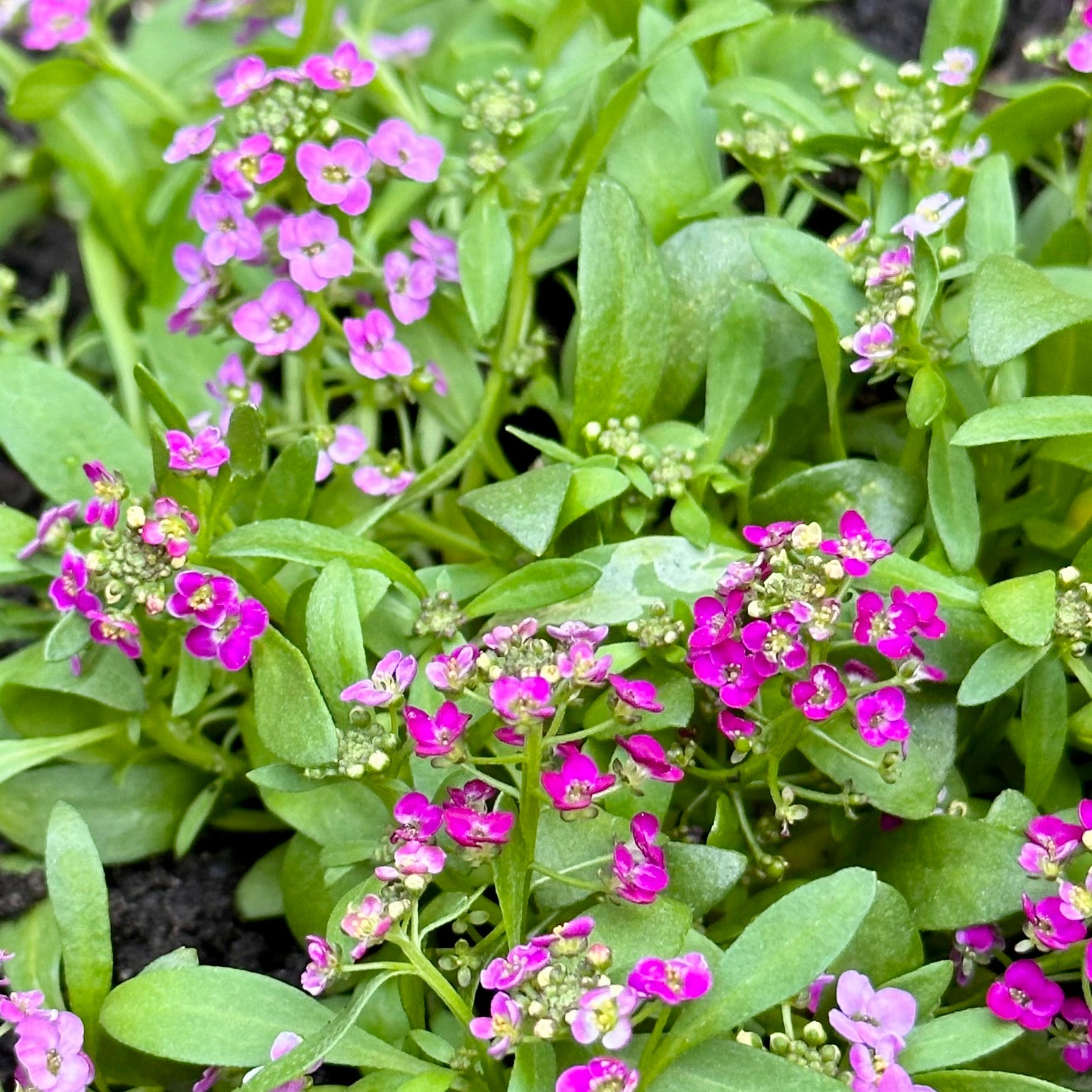 Alyssum 'Rosie O'day' Seeds - Hollyhock Hill