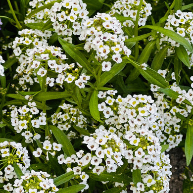 Alyssum 'Tiny Tim' Seeds - Hollyhock Hill