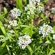 Load image into Gallery viewer, Alyssum &#39;Tiny Tim&#39; Seeds - Hollyhock Hill
