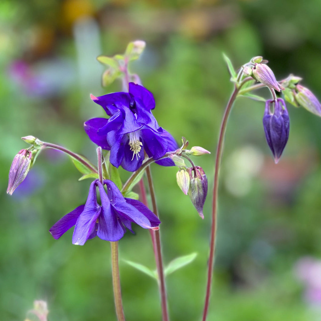 Aquilegia Mixed Seeds - Hollyhock Hill