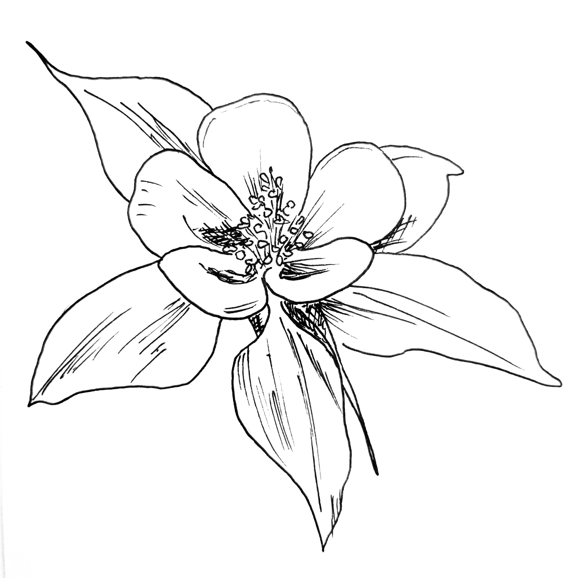 Aquilegia Mixed Seeds - Hollyhock Hill
