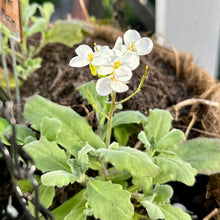 Load image into Gallery viewer, Arabis &#39;Snow Peak&#39; Seeds - Hollyhock Hill
