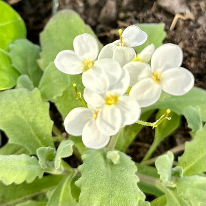Arabis 'Snow Peak' Seeds - Hollyhock Hill