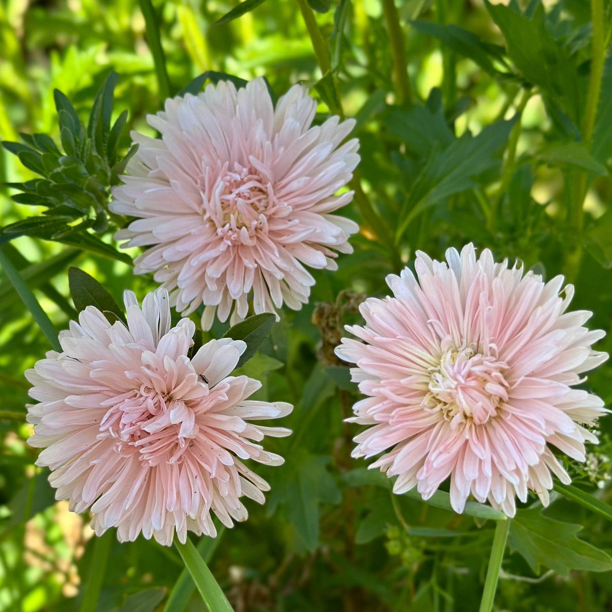 Aster 'King Size Apricot' Seeds - Hollyhock Hill