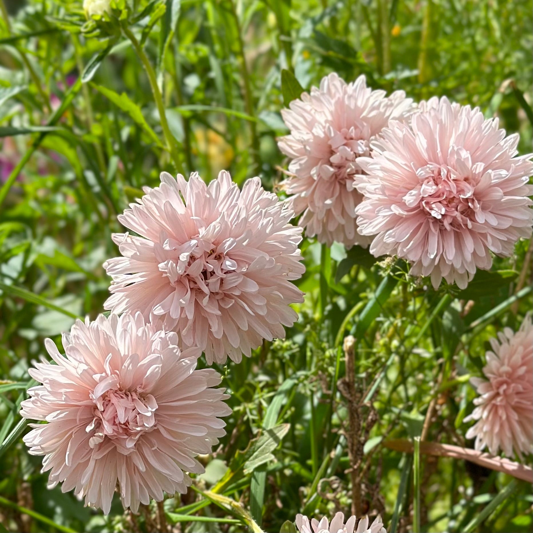 Aster 'King Size Apricot' Seeds - Hollyhock Hill