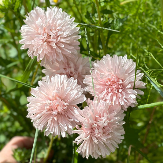 Aster 'King Size Apricot' Seeds - Hollyhock Hill