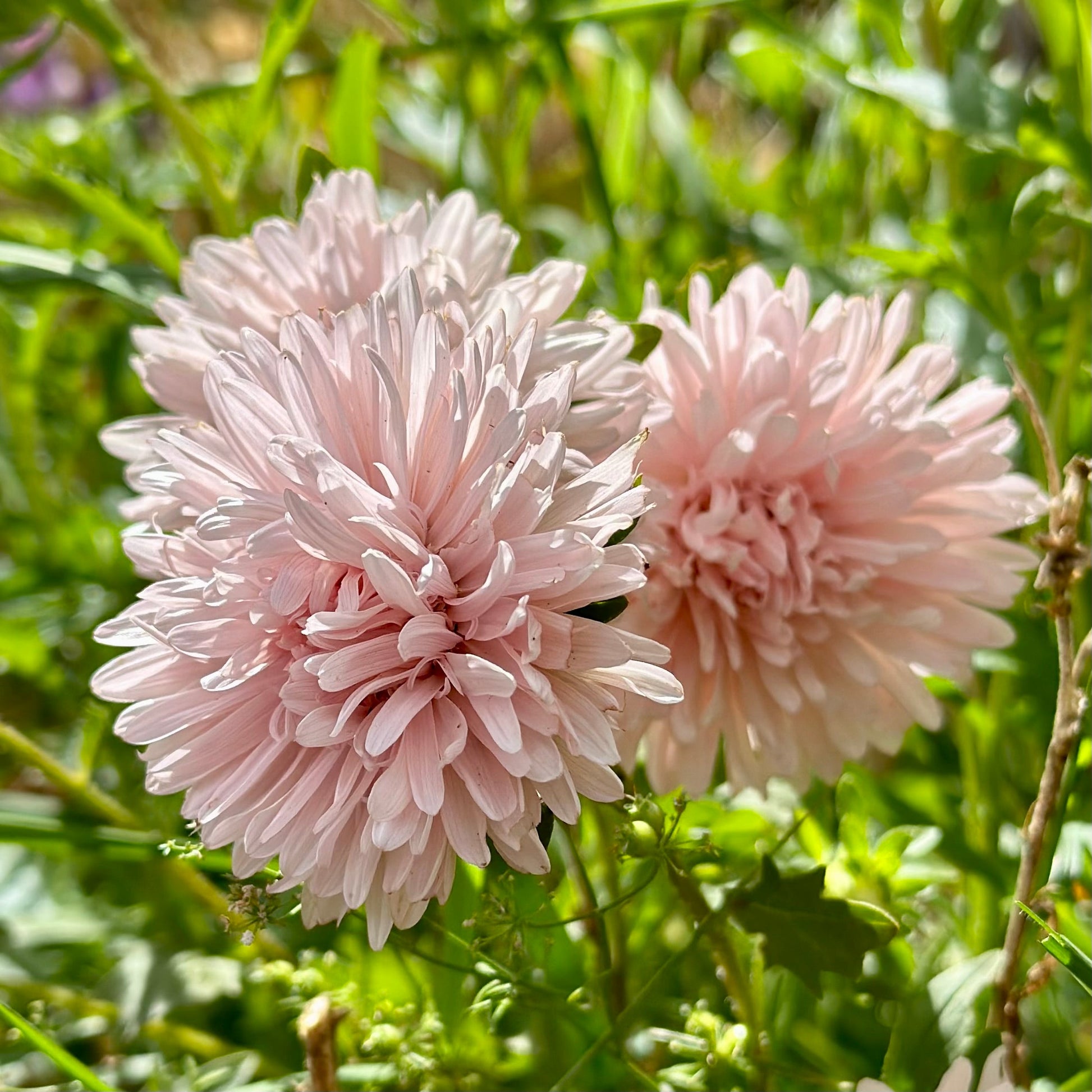 Aster 'King Size Apricot' Seeds - Hollyhock Hill