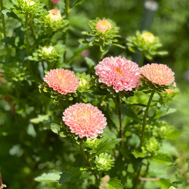 Aster 'Matsumoto Apricot' Seeds - Hollyhock Hill