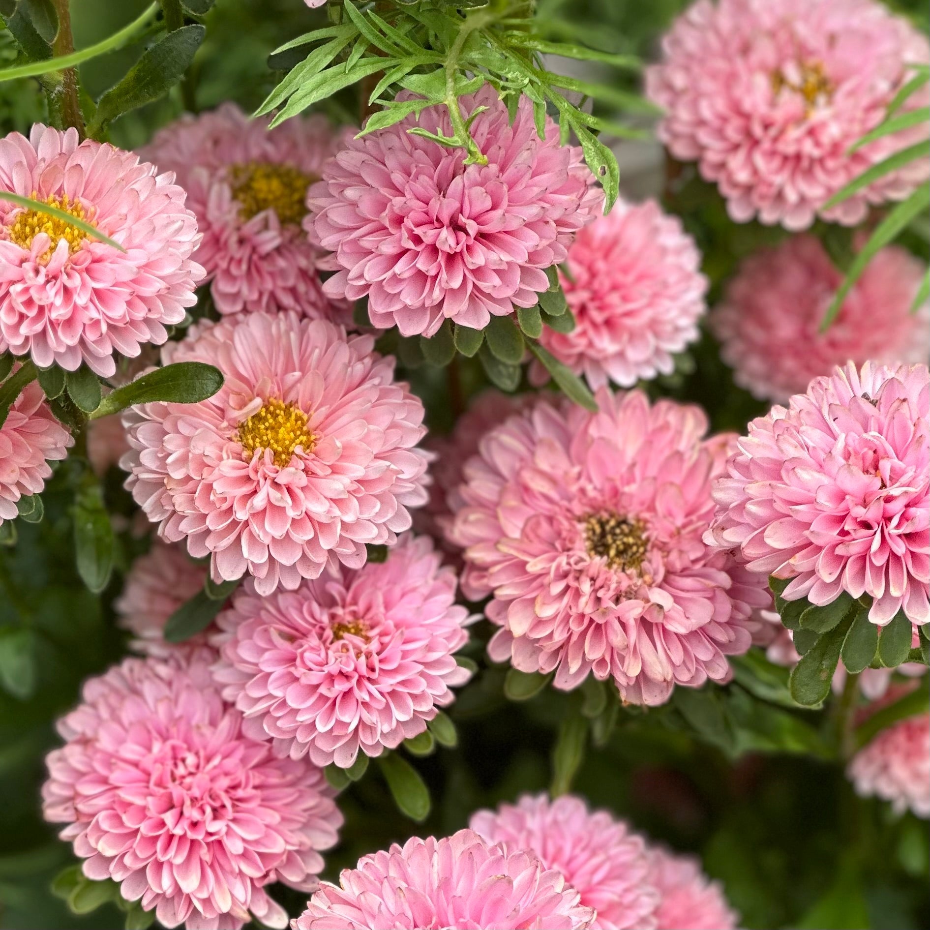 Aster 'Matsumoto Apricot' Seeds - Hollyhock Hill