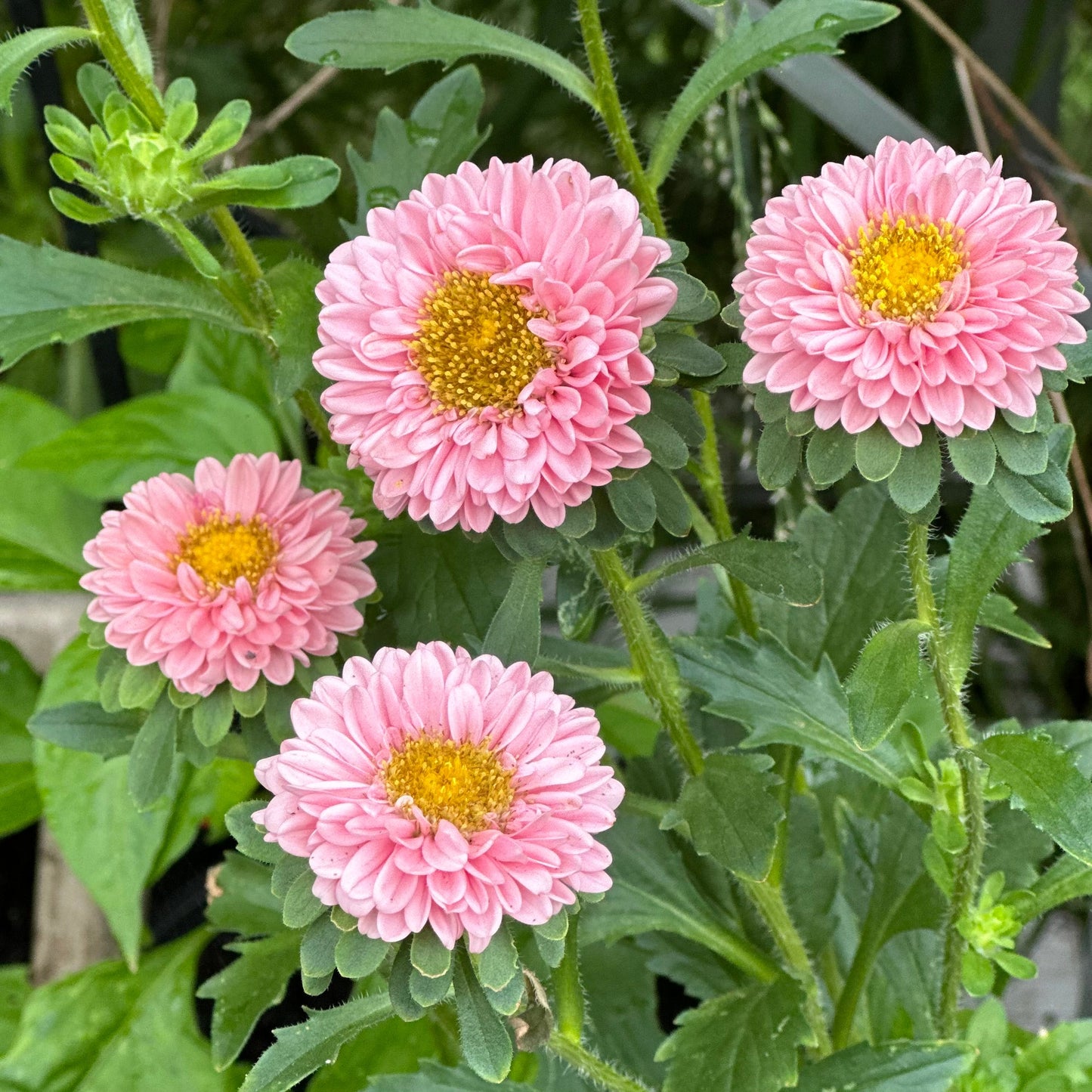 Aster 'Matsumoto Apricot' Seeds - Hollyhock Hill