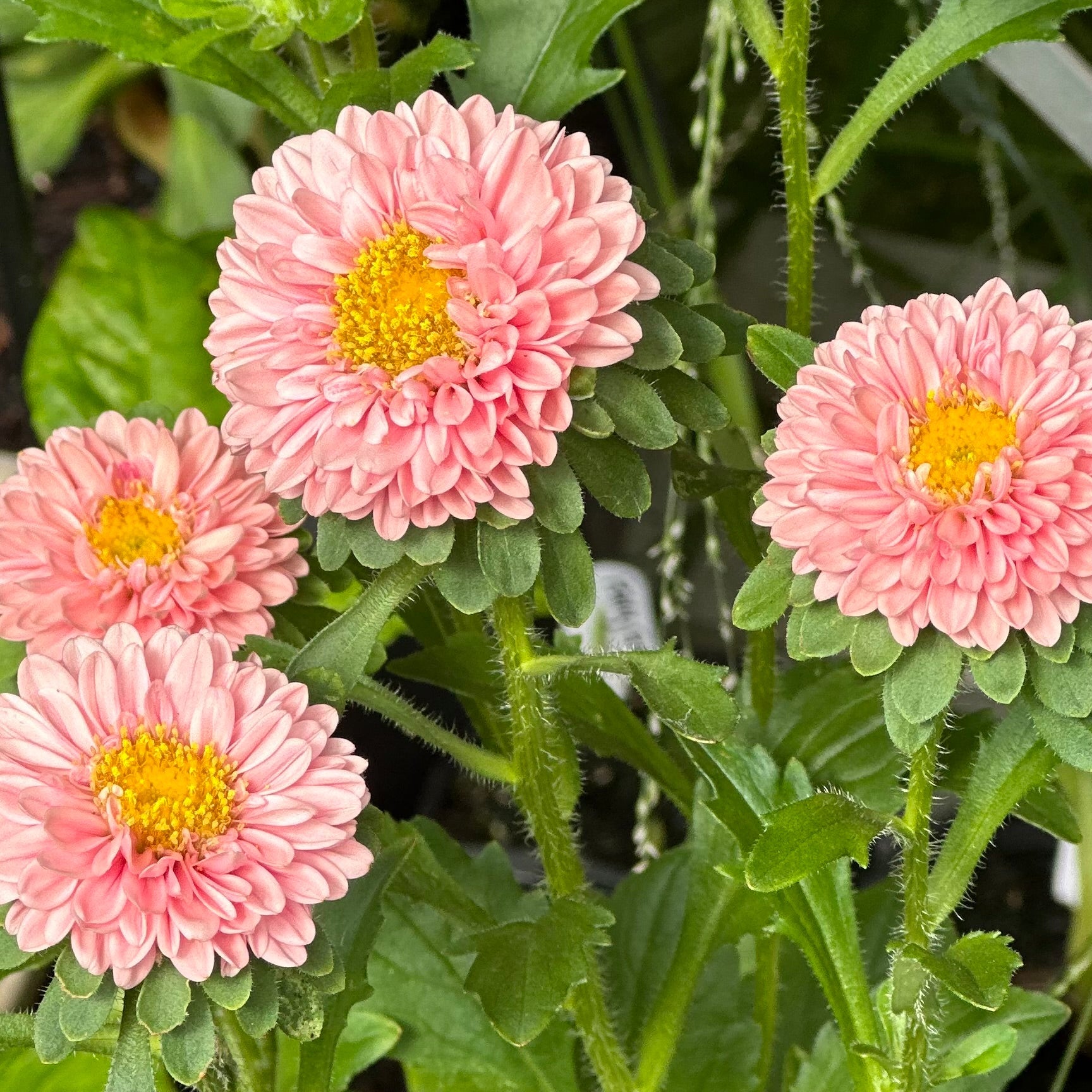Aster 'Matsumoto Apricot' Seeds - Hollyhock Hill