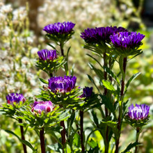 Load image into Gallery viewer, Aster &#39;Matsumoto Blue&#39; Seeds - Hollyhock Hill
