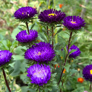 Aster 'Matsumoto Blue' Seeds - Hollyhock Hill