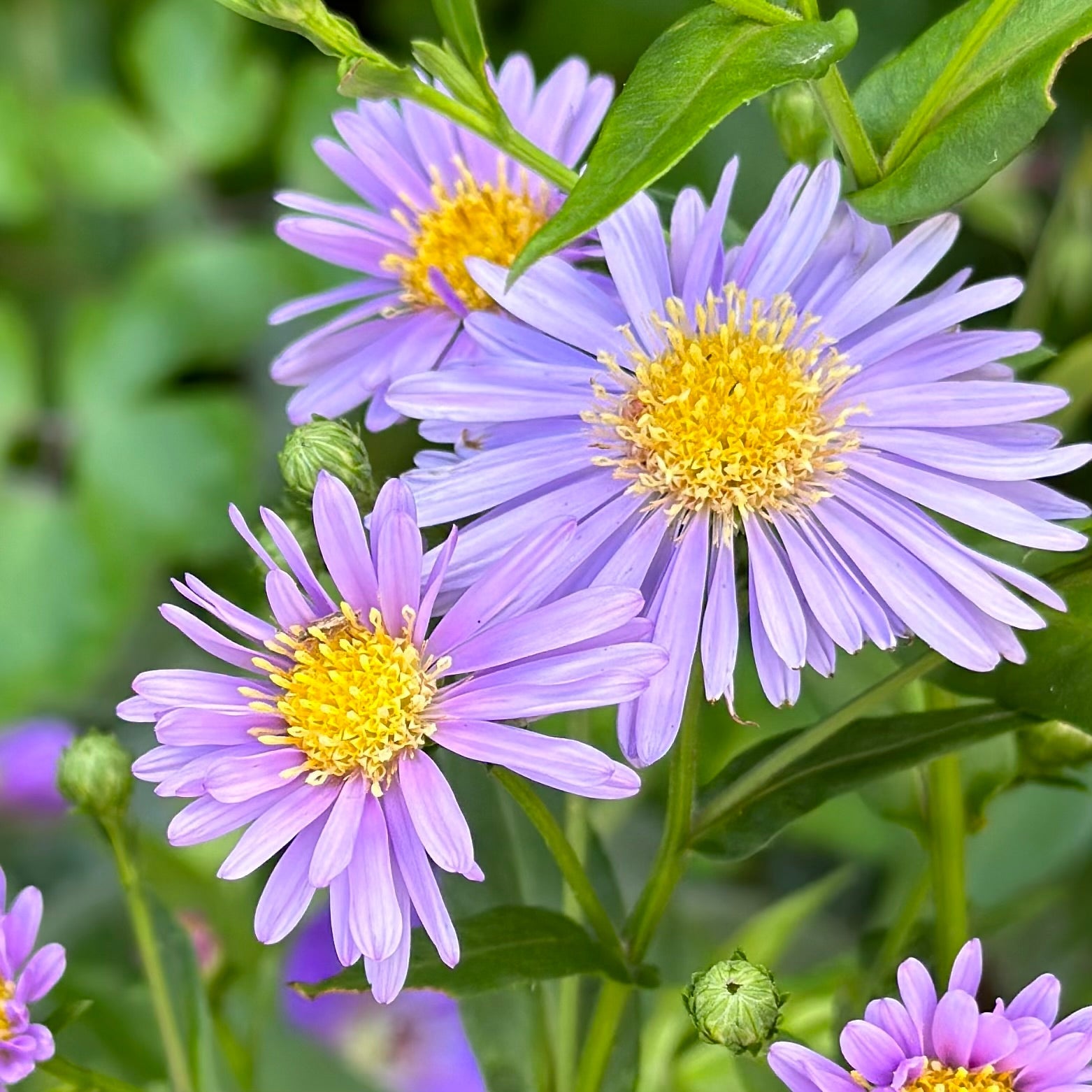 Aster ‘Professor Anton Kippenberg’ - Hollyhock Hill