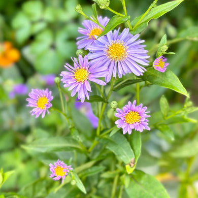 Aster ‘Professor Anton Kippenberg’ - Hollyhock Hill