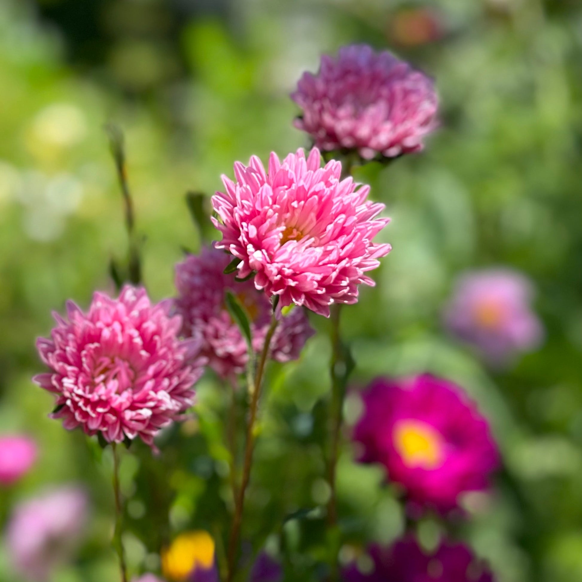 Aster 'Tall Peony Duchesse' Seeds - Hollyhock Hill