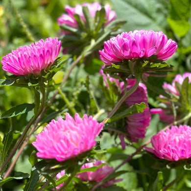 Aster 'Tall Peony Duchesse' Seeds - Hollyhock Hill