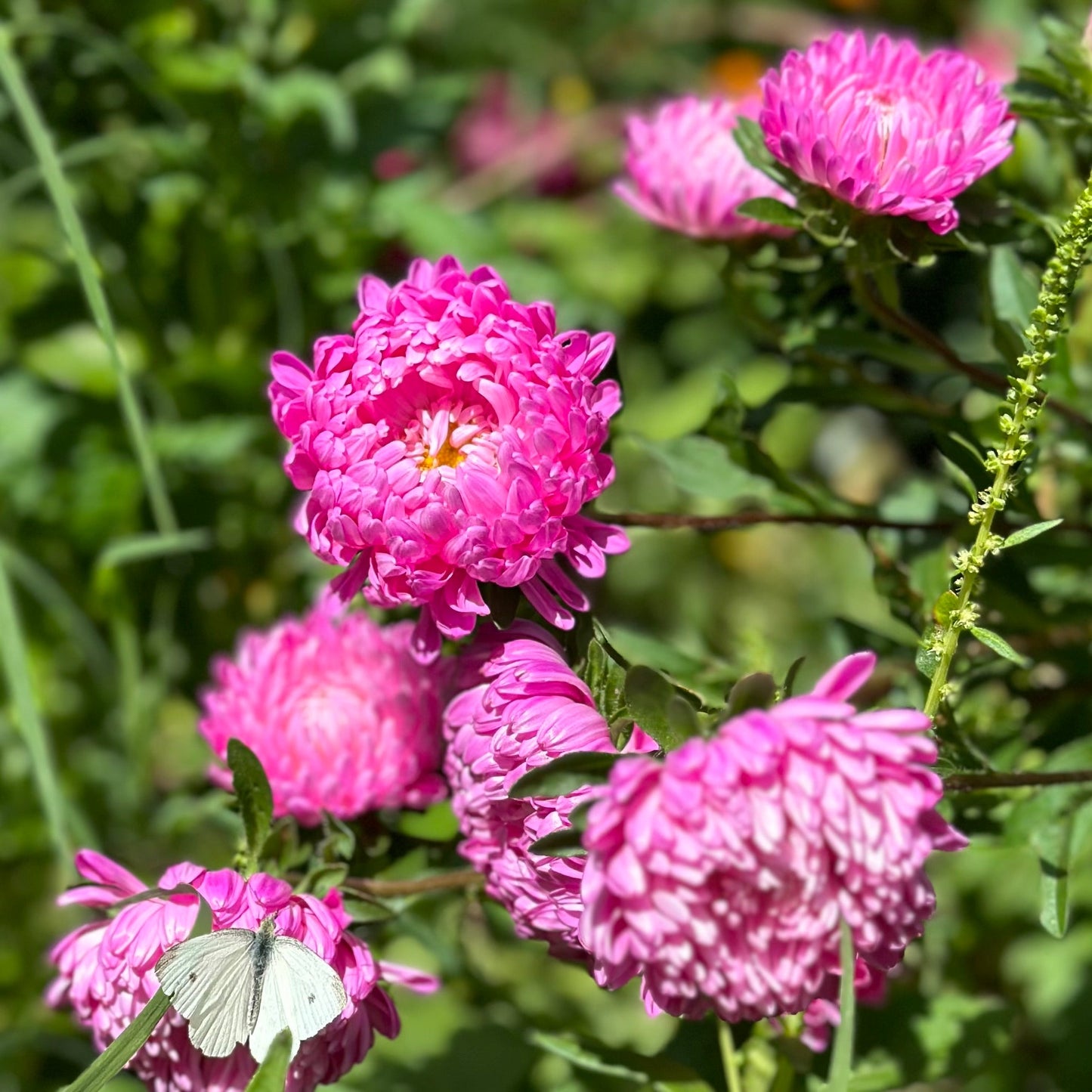 Aster 'Tall Peony Duchesse' Seeds - Hollyhock Hill