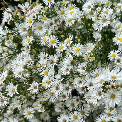 Aster vimineus - Hollyhock Hill