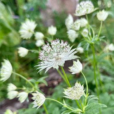 Astrantia major 'Snow Star' - Hollyhock Hill