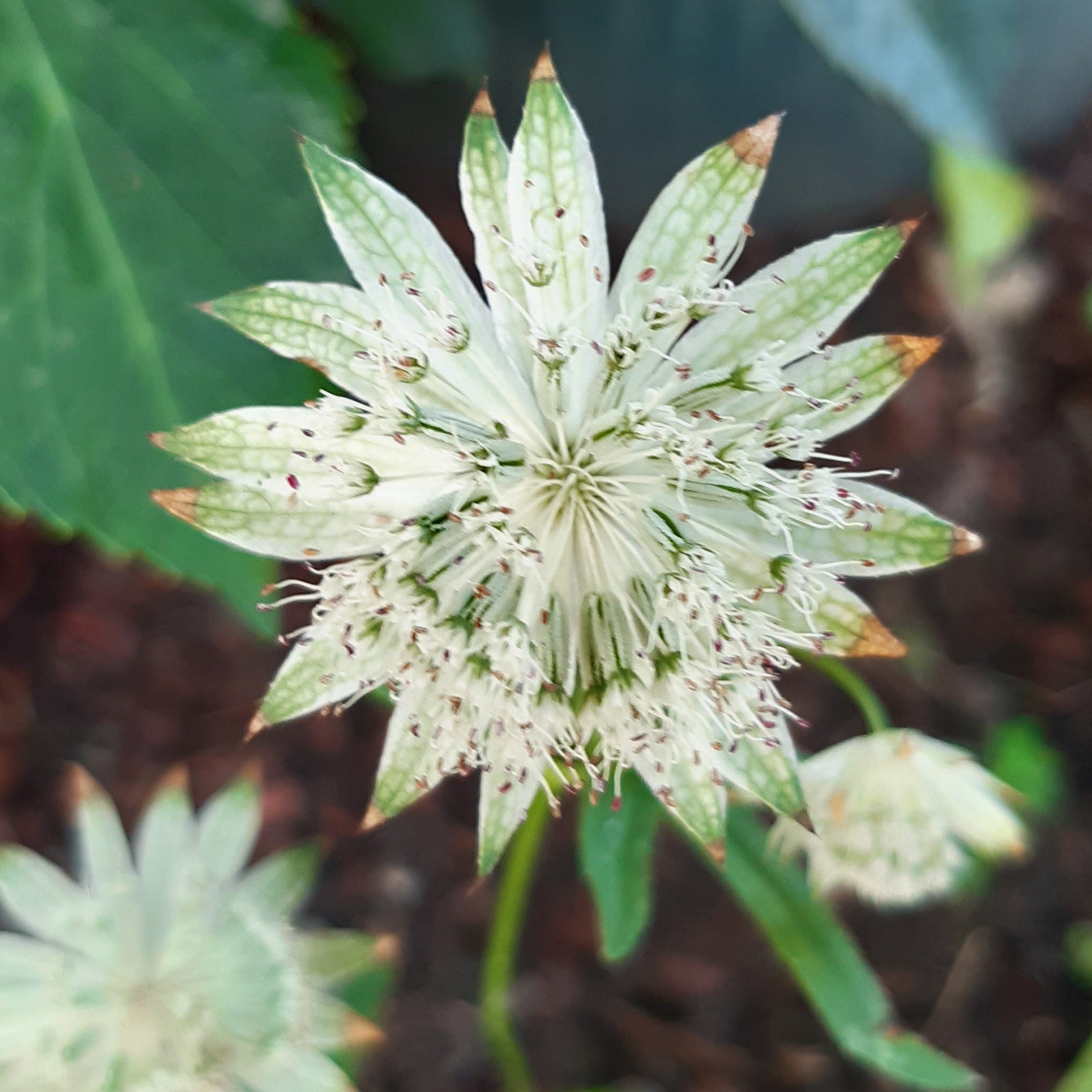 Astrantia major 'Snow Star' - Hollyhock Hill