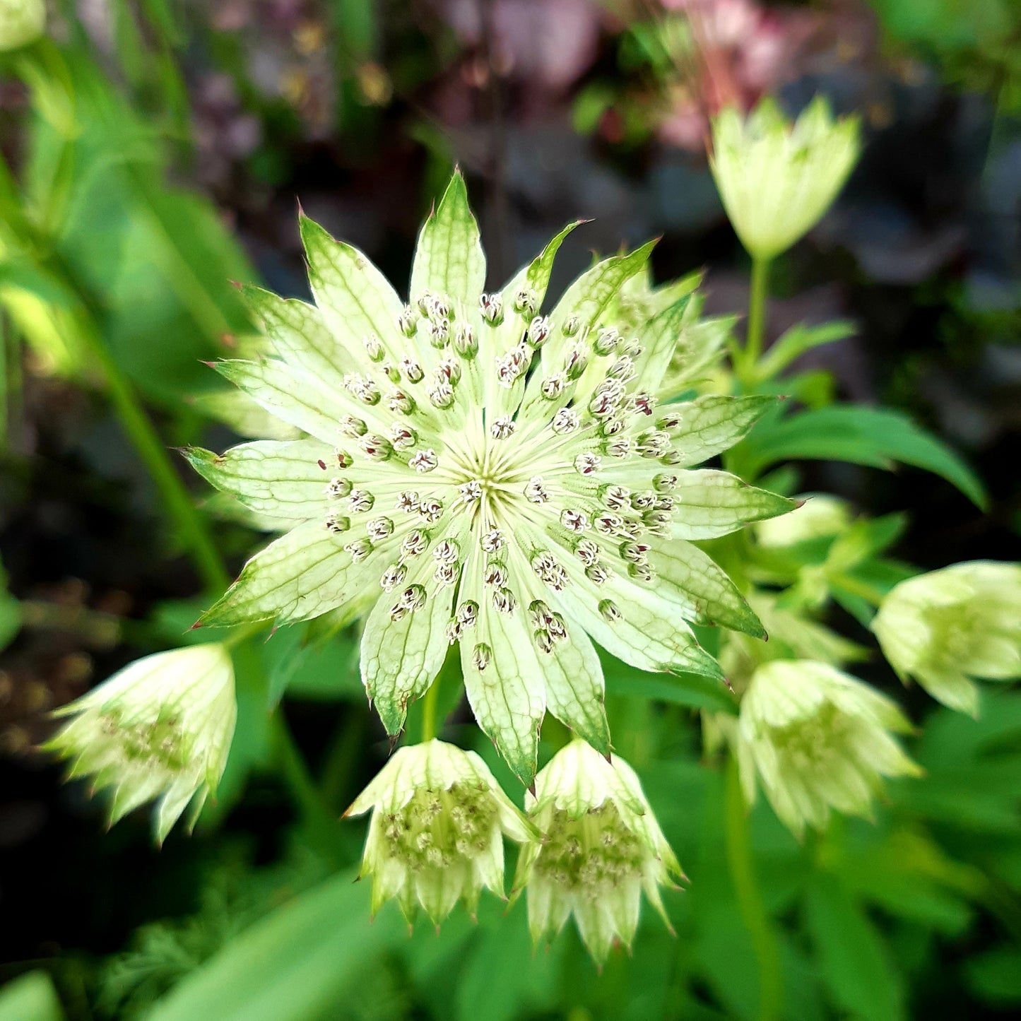 Astrantia major 'Snow Star' - Hollyhock Hill