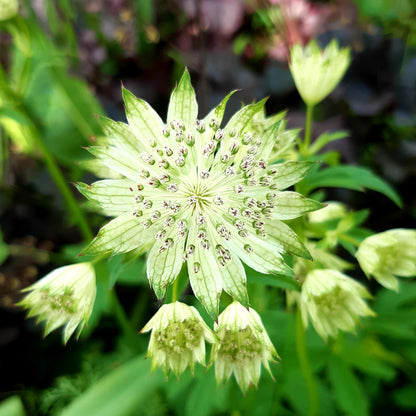 Astrantia major 'Snow Star' - Hollyhock Hill