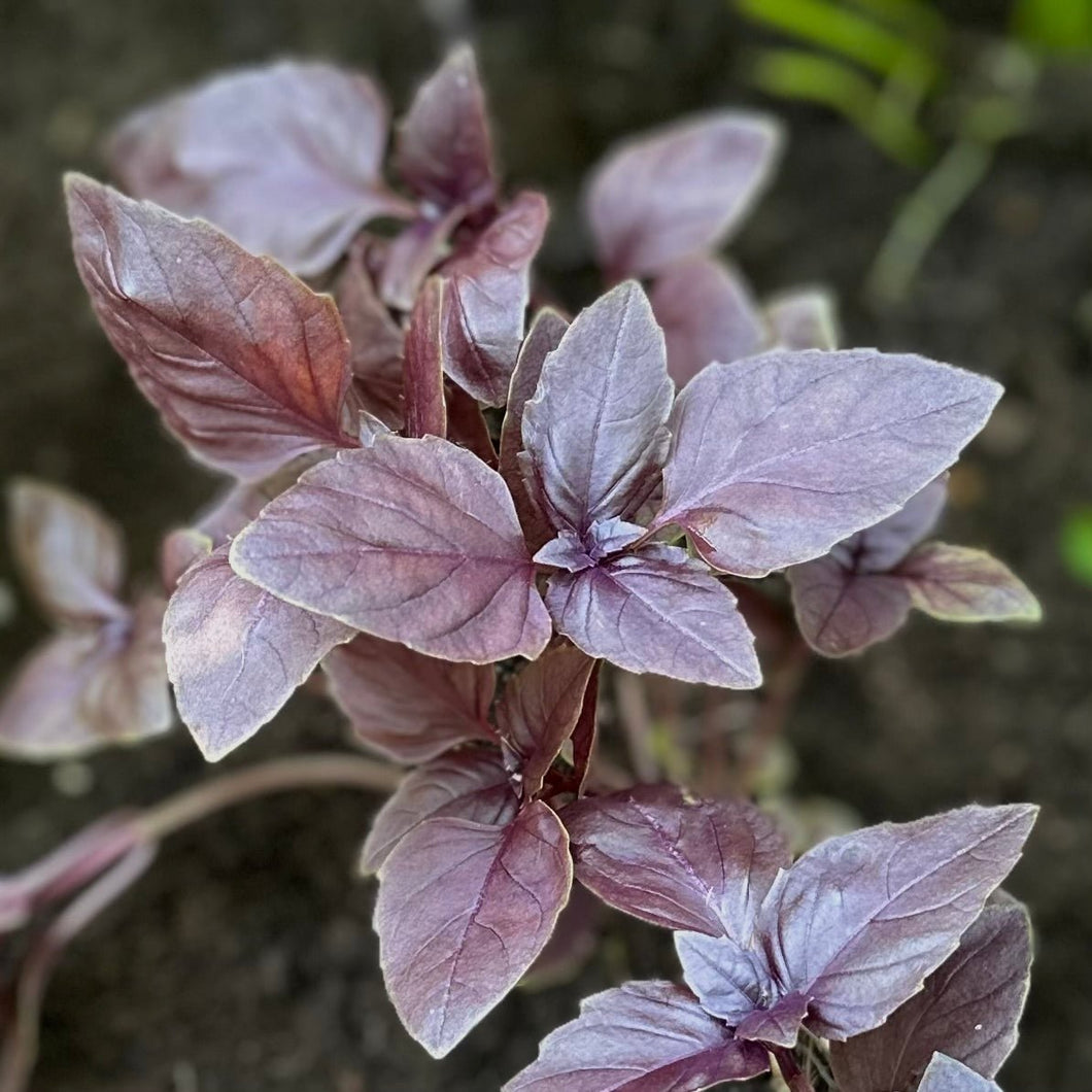 Basil - 'Dark Opal' Seeds - Hollyhock Hill